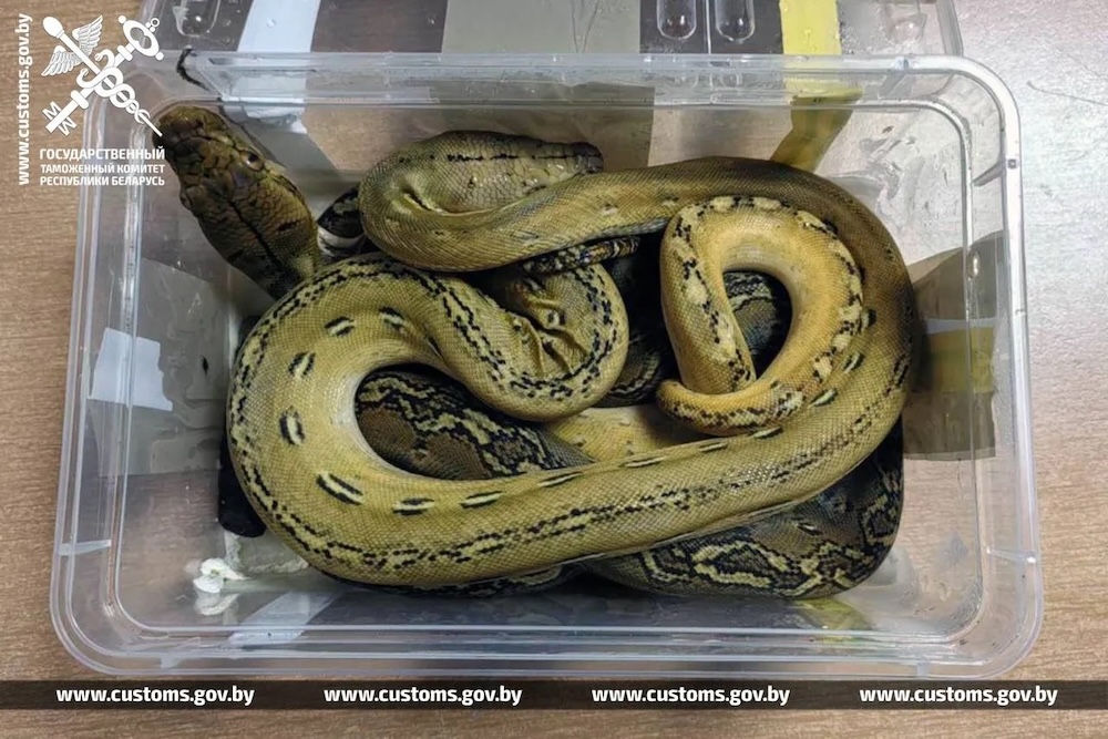 Один из сетчатых питонов, которые изъяли у водителя рейсового автобуса. Фото: ГТК