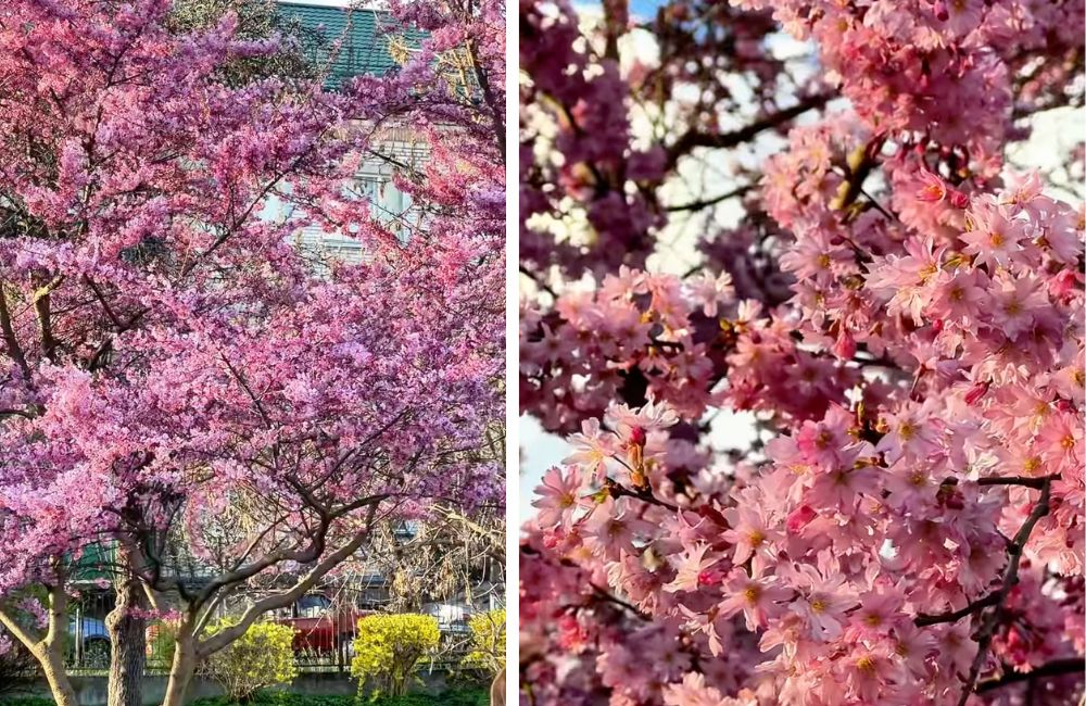 Напротив стадиона на улице Гоголя в Бресте зацвели розовые деревья. Фото: Instagram.