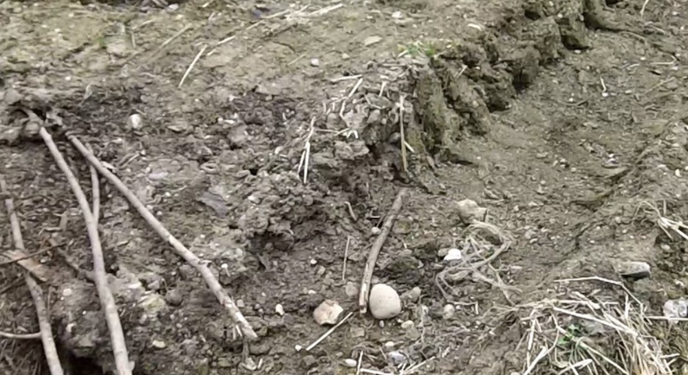 Следы от авто около свалки с мусором в 200 метрах от музея-усадьбы Мицкевичей в деревне Заосье Барановичского района Брестской области. Фото: архив героя.