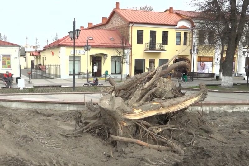 Корень одной из голубых елей, которую выкорчевали на территории возле обелиска Победы в Пинске после реконструкции. Фото: media-polesye.com.