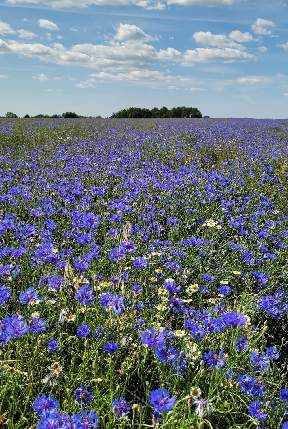 Васильковое поле под Брестом. Фото: Threads.