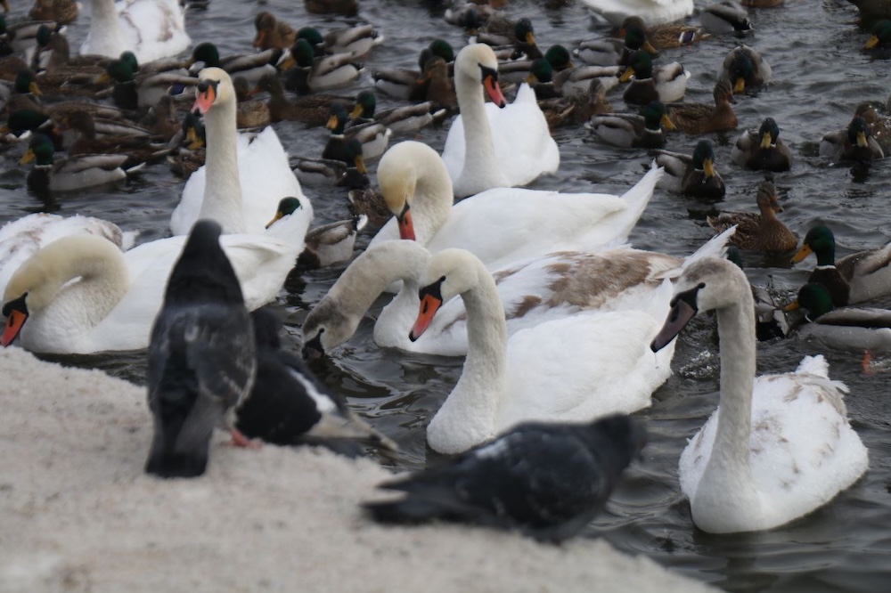Утки и лебеди в Бресте на набережной Мухавца.