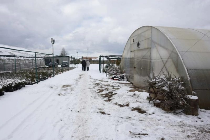 Семья Диковицких выращивает тюльпаны в трех теплицах. Фото: smartpress.by