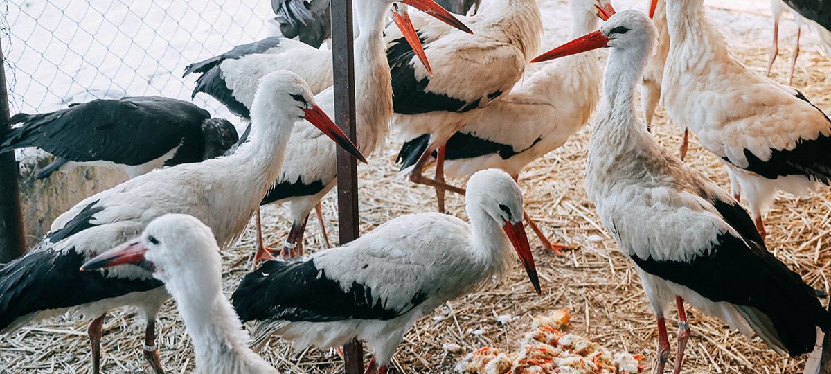 Аисты, Брест, дом