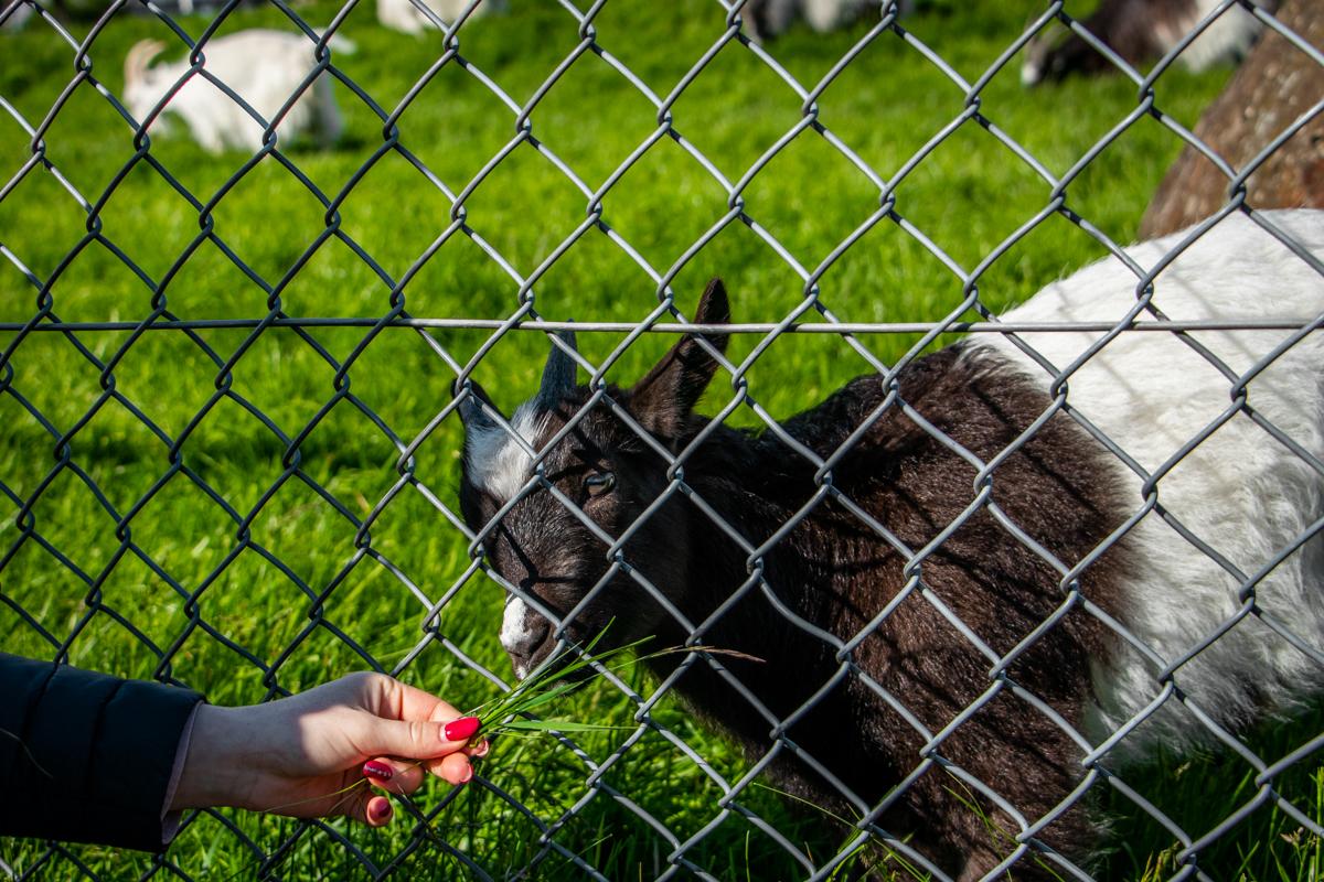Девушка кормит травой козу в Reykjavik Family Park and Zoo