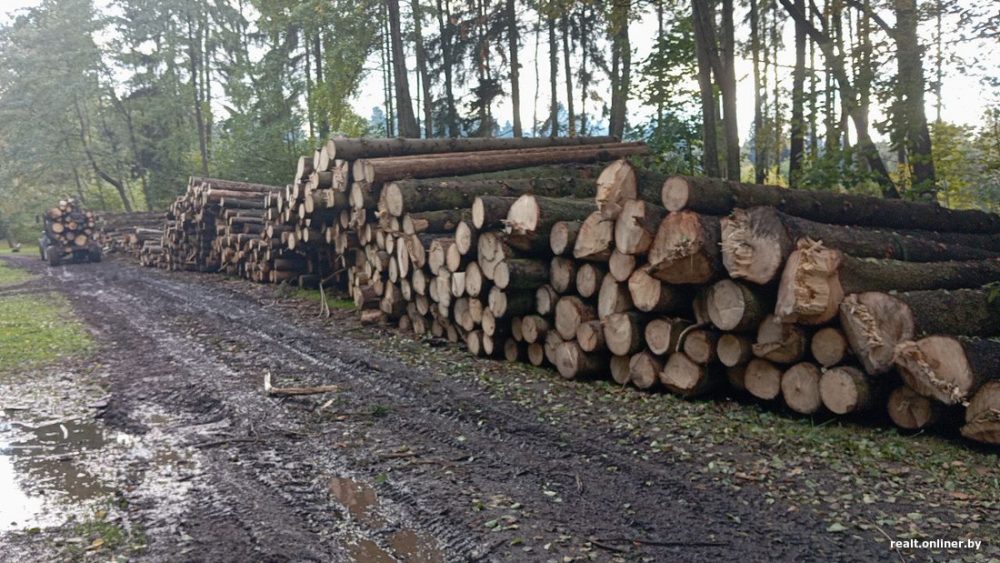 вырубленные деревья