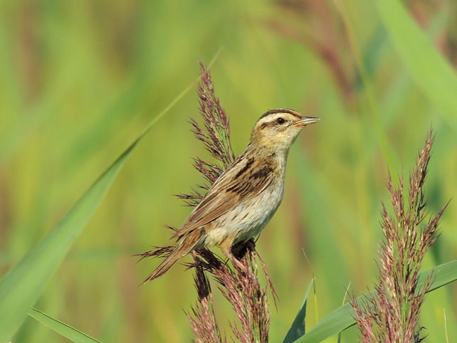 Вертлявая камышевка в заповеднике «Споровский».