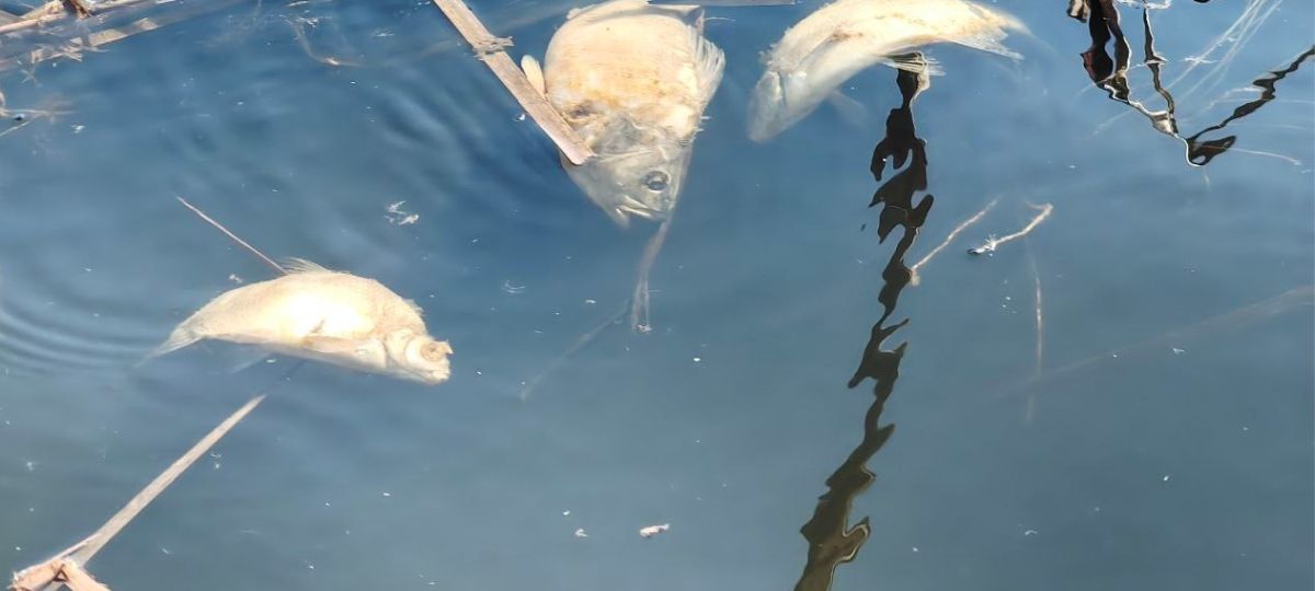 Замор рыбы на озере Погост в Пинском районе